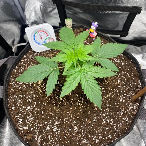 Milky Way F1 (Royal Queen Seeds) growlog timeline photo