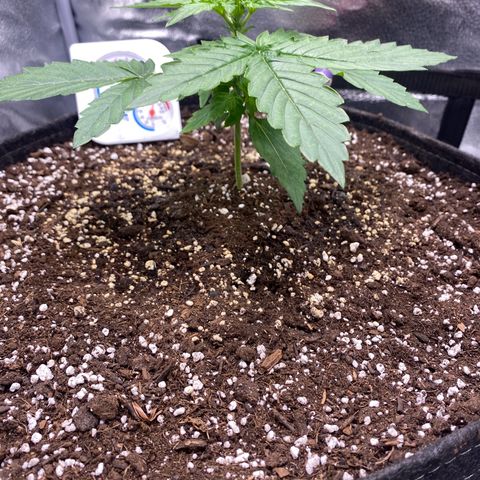 Milky Way F1 (Royal Queen Seeds) growlog timeline photo