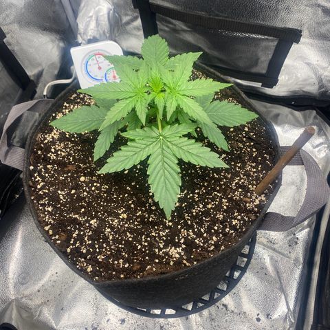 Milky Way F1 (Royal Queen Seeds) growlog timeline photo