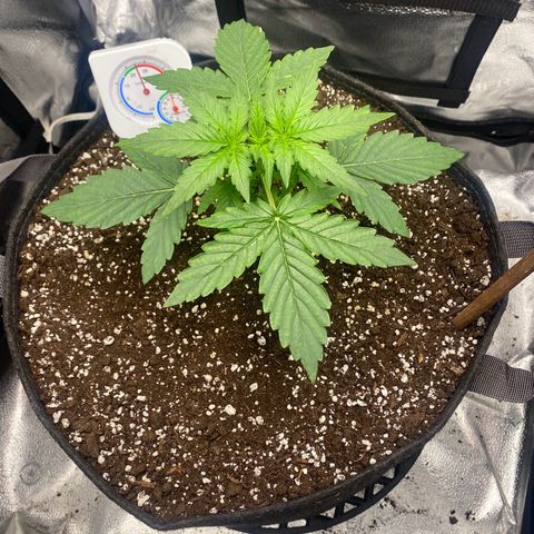 Milky Way F1 (Royal Queen Seeds) growlog timeline photo
