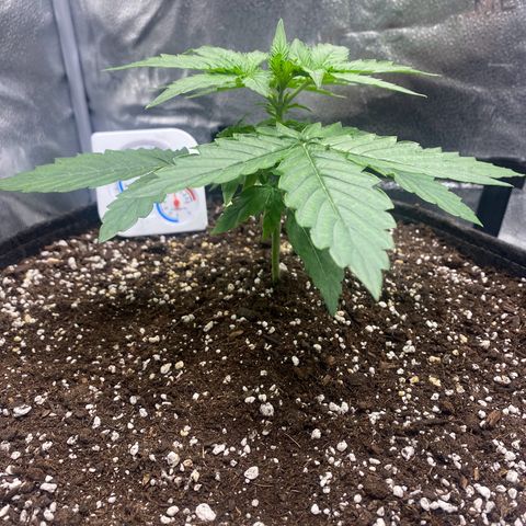 Milky Way F1 (Royal Queen Seeds) growlog timeline photo