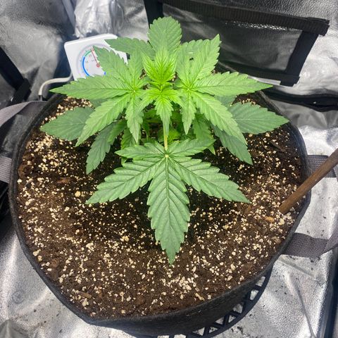 Milky Way F1 (Royal Queen Seeds) growlog timeline photo