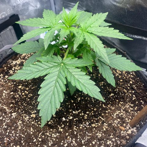 Milky Way F1 (Royal Queen Seeds) growlog timeline photo