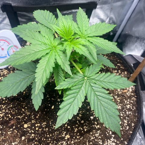 Milky Way F1 (Royal Queen Seeds) growlog timeline photo