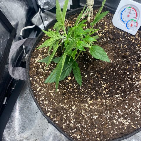 Milky Way F1 (Royal Queen Seeds) growlog timeline photo
