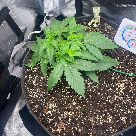 Milky Way F1 (Royal Queen Seeds) growlog timeline photo