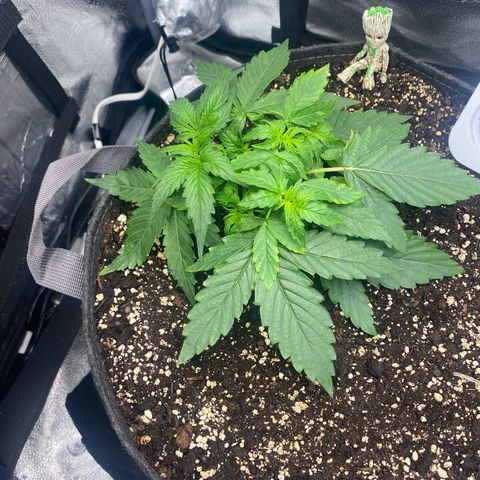 Milky Way F1 (Royal Queen Seeds) growlog timeline photo