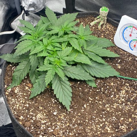 Milky Way F1 (Royal Queen Seeds) growlog timeline photo