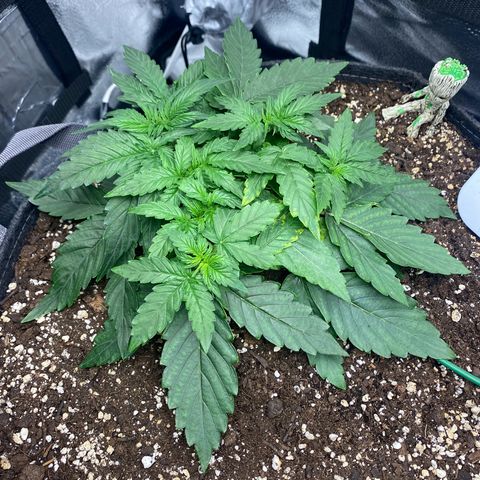 Milky Way F1 (Royal Queen Seeds) growlog timeline photo