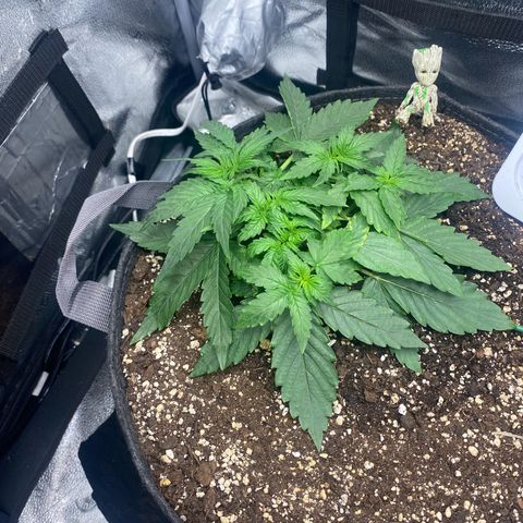Milky Way F1 (Royal Queen Seeds) growlog timeline photo