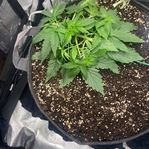 Milky Way F1 (Royal Queen Seeds) growlog timeline photo