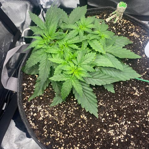 Milky Way F1 (Royal Queen Seeds) growlog timeline photo