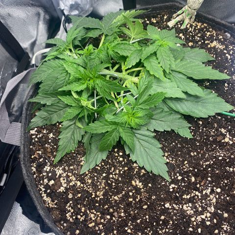 Milky Way F1 (Royal Queen Seeds) growlog timeline photo
