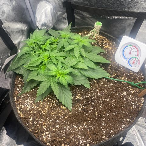 Milky Way F1 (Royal Queen Seeds) growlog timeline photo