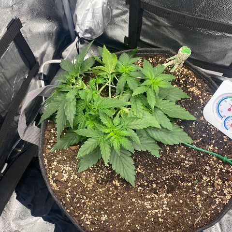 Milky Way F1 (Royal Queen Seeds) growlog timeline photo