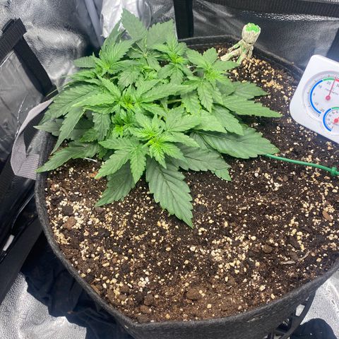 Milky Way F1 (Royal Queen Seeds) growlog timeline photo