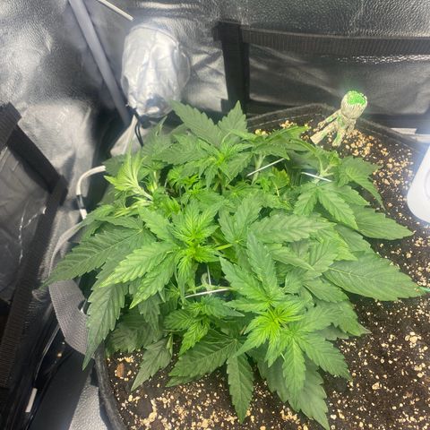 Milky Way F1 (Royal Queen Seeds) growlog timeline photo