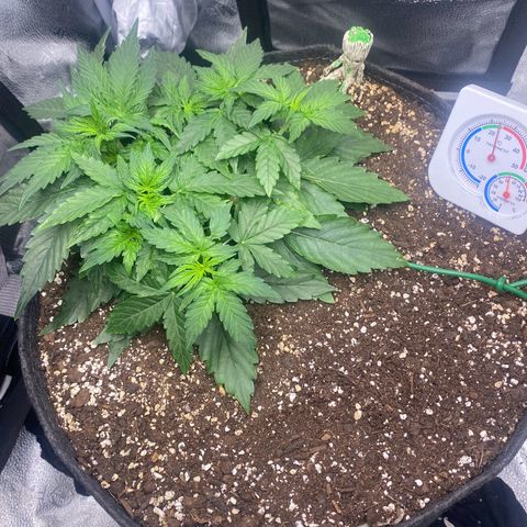 Milky Way F1 (Royal Queen Seeds) growlog timeline photo