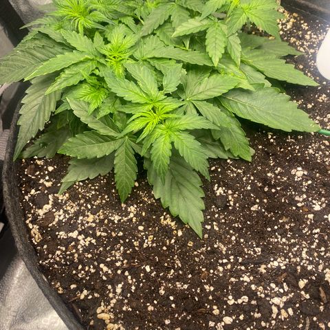 Milky Way F1 (Royal Queen Seeds) growlog timeline photo