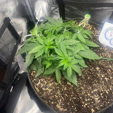 Milky Way F1 (Royal Queen Seeds) growlog timeline photo