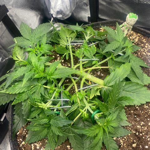 Milky Way F1 (Royal Queen Seeds) growlog timeline photo