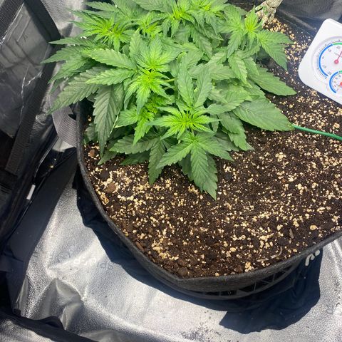 Milky Way F1 (Royal Queen Seeds) growlog timeline photo