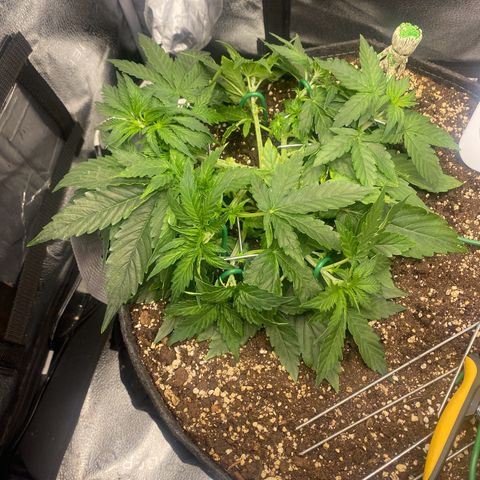 Milky Way F1 (Royal Queen Seeds) growlog timeline photo