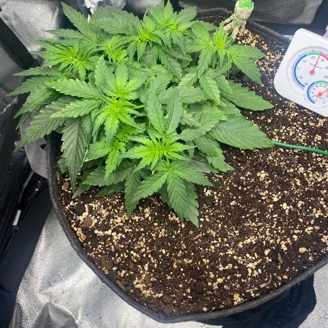 Milky Way F1 (Royal Queen Seeds) growlog timeline photo