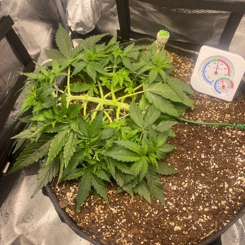 Milky Way F1 (Royal Queen Seeds) growlog timeline photo
