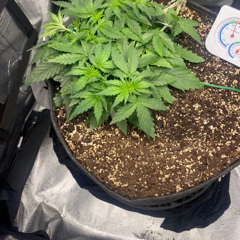 Milky Way F1 (Royal Queen Seeds) growlog timeline photo
