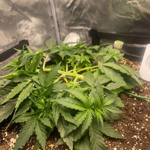Milky Way F1 (Royal Queen Seeds) growlog timeline photo