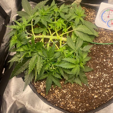 Milky Way F1 (Royal Queen Seeds) growlog timeline photo