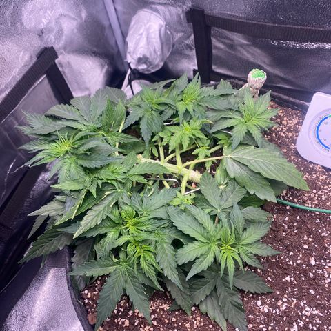 Milky Way F1 (Royal Queen Seeds) growlog timeline photo