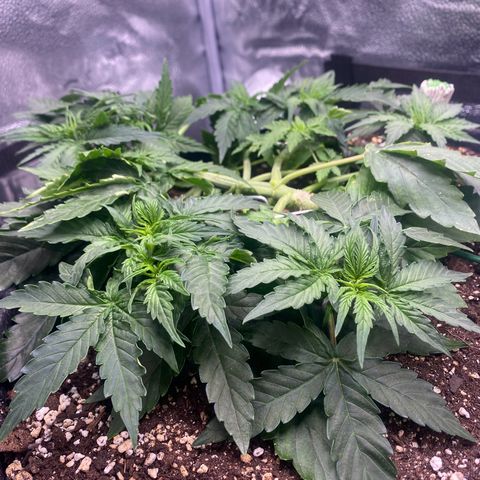 Milky Way F1 (Royal Queen Seeds) growlog timeline photo