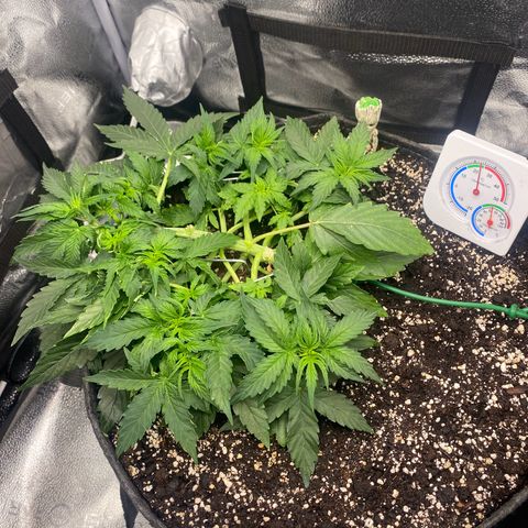 Milky Way F1 (Royal Queen Seeds) growlog timeline photo