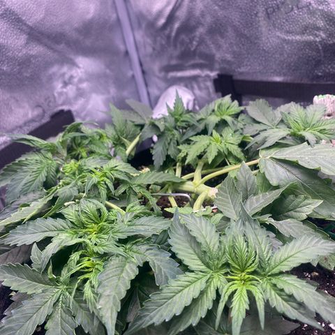 Milky Way F1 (Royal Queen Seeds) growlog timeline photo