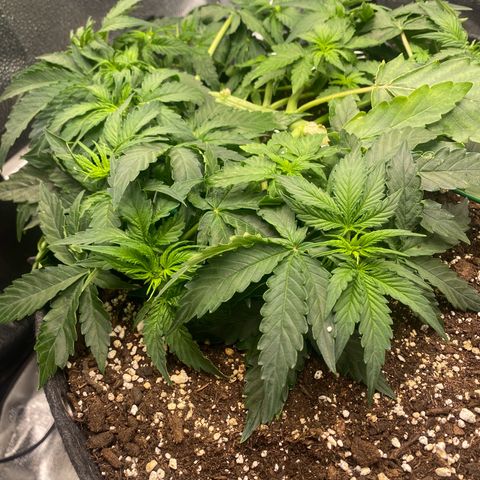 Milky Way F1 (Royal Queen Seeds) growlog timeline photo