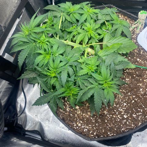 Milky Way F1 (Royal Queen Seeds) growlog timeline photo