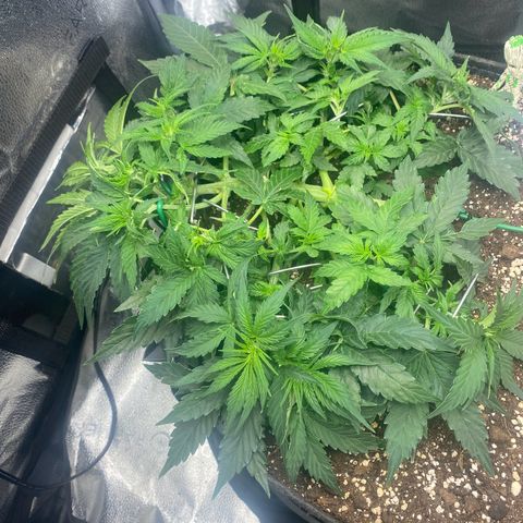 Milky Way F1 (Royal Queen Seeds) growlog timeline photo