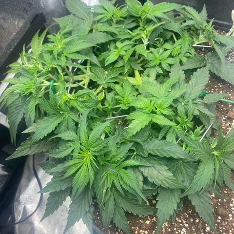 Milky Way F1 (Royal Queen Seeds) growlog timeline photo