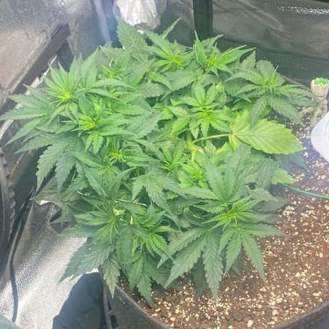 Milky Way F1 (Royal Queen Seeds) growlog timeline photo
