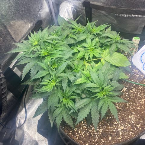 Milky Way F1 (Royal Queen Seeds) growlog timeline photo