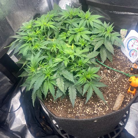 Milky Way F1 (Royal Queen Seeds) growlog timeline photo