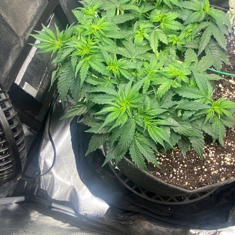 Milky Way F1 (Royal Queen Seeds) growlog timeline photo