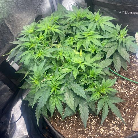 Milky Way F1 (Royal Queen Seeds) growlog timeline photo