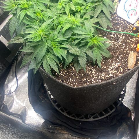 Milky Way F1 (Royal Queen Seeds) growlog timeline photo