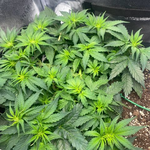 Milky Way F1 (Royal Queen Seeds) growlog timeline photo