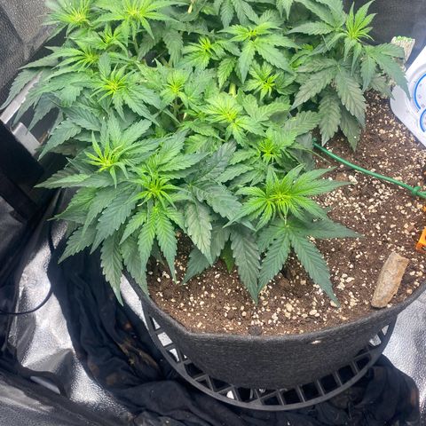 Milky Way F1 (Royal Queen Seeds) growlog timeline photo