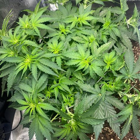 Milky Way F1 (Royal Queen Seeds) growlog timeline photo