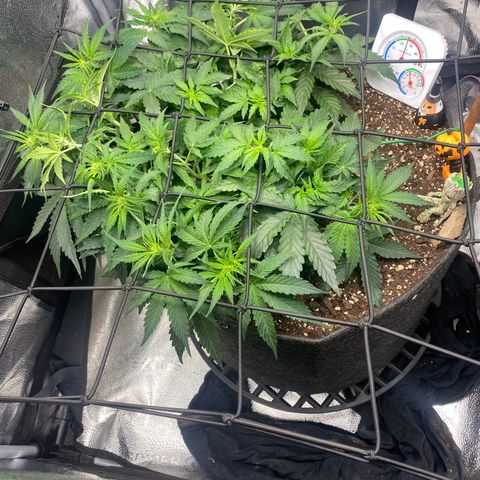 Milky Way F1 (Royal Queen Seeds) growlog timeline photo